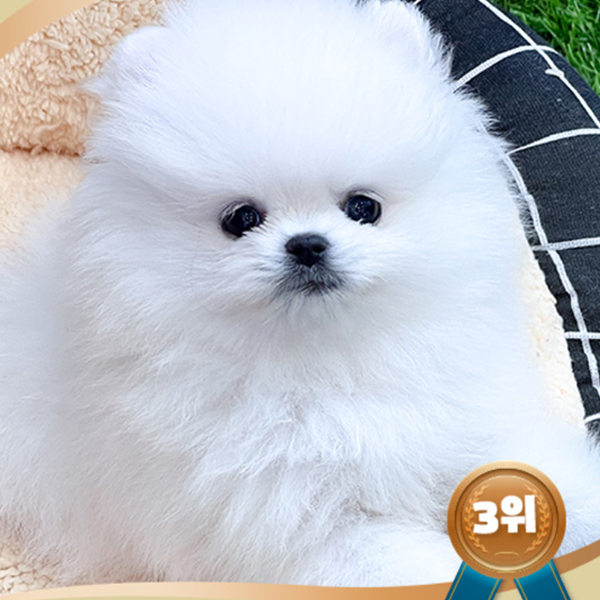 포메라니안(전문) 강아지분양 활발하고 에너지 넘치는 반려견
